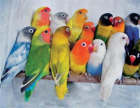 愛情鳥 顏色